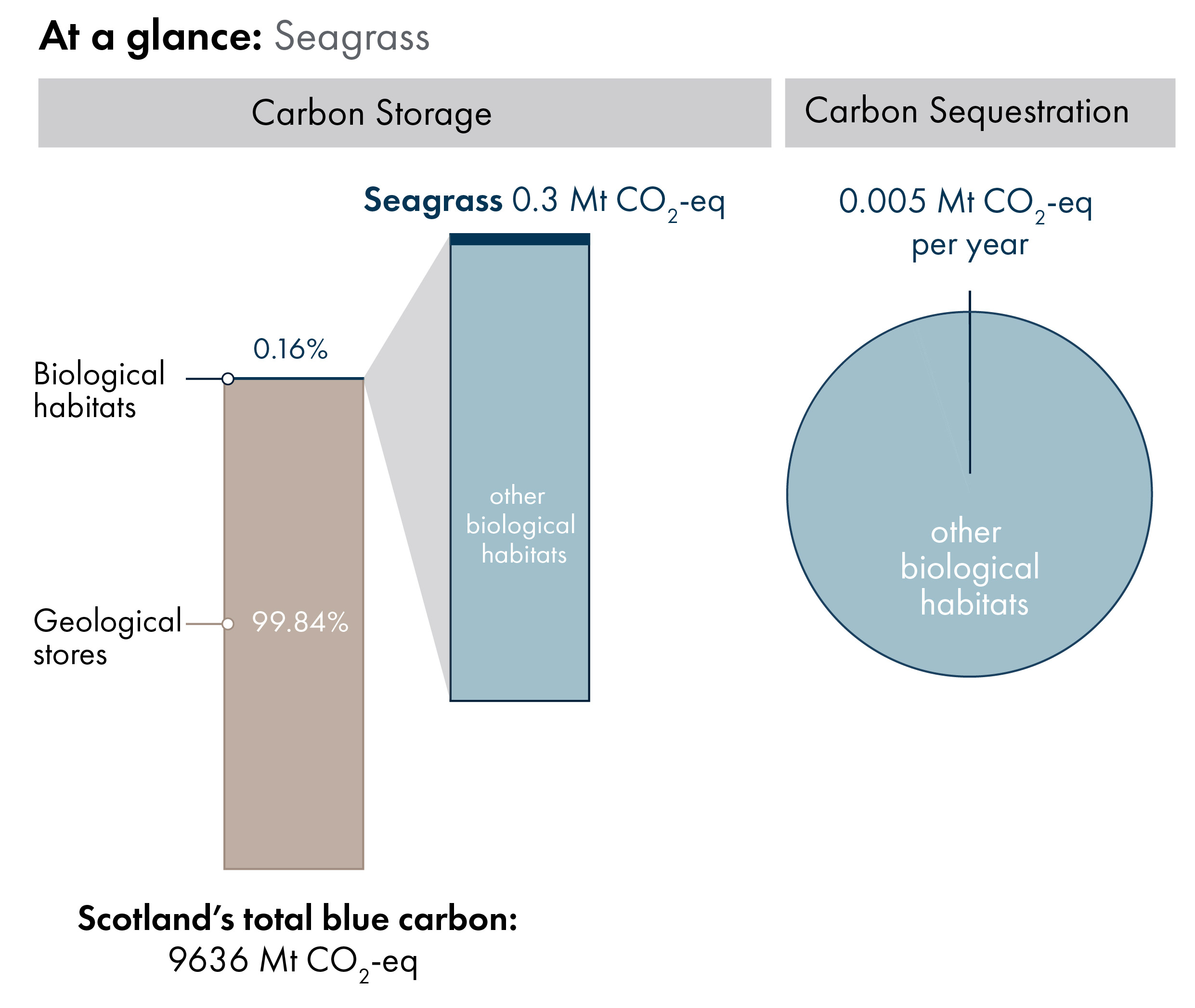 Bar charts showing the proportion of Scotland's blue carbon which is in geological stores (99.84%) versus carbon in biological habitats and species (0.16%). Inset bar chart shows the proportion of carbon in biological habitats which is seagrass carbon storage (0.3 megatonnes of carbon dioxide equivalent). Pie chart showing, out of all biological habitats, the proportion which is sequestered annually by seagrasses.