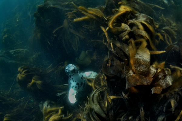 Photographic image of seal nestled within a kelp bed