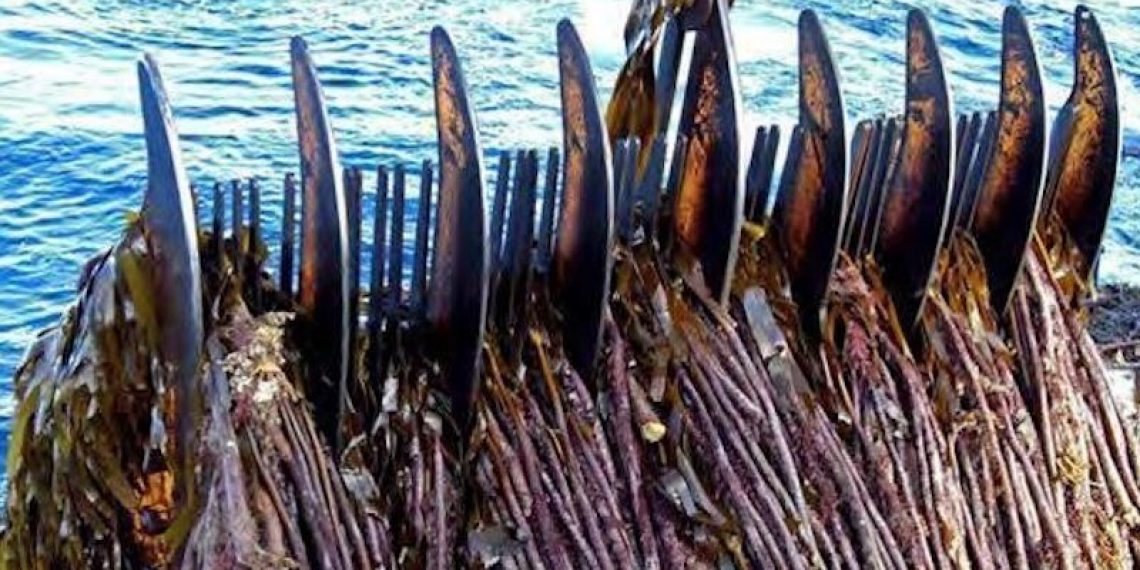 Photographic image of mechanical kelp harvesting machinery
