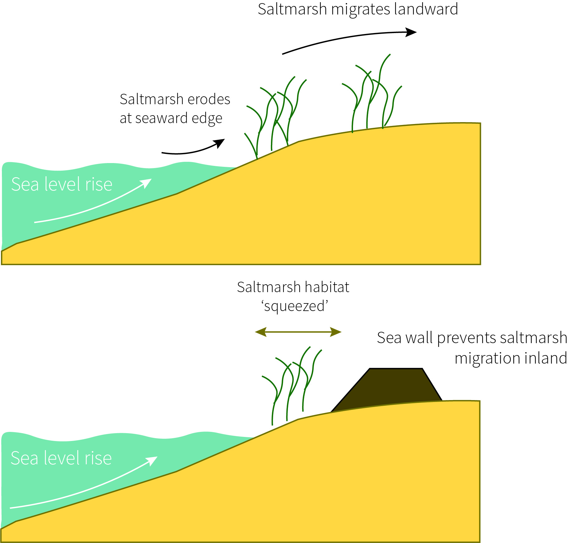 Schematic image showing the effect of sea level rise on saltmarshes in coastal regions without seawalls (saltmarsh habitat migrates inland) and with sea walls (seawall prevents saltmarsh from migrating inland leading to a contraction of the area of saltmarsh known as 'coastal squeeze').