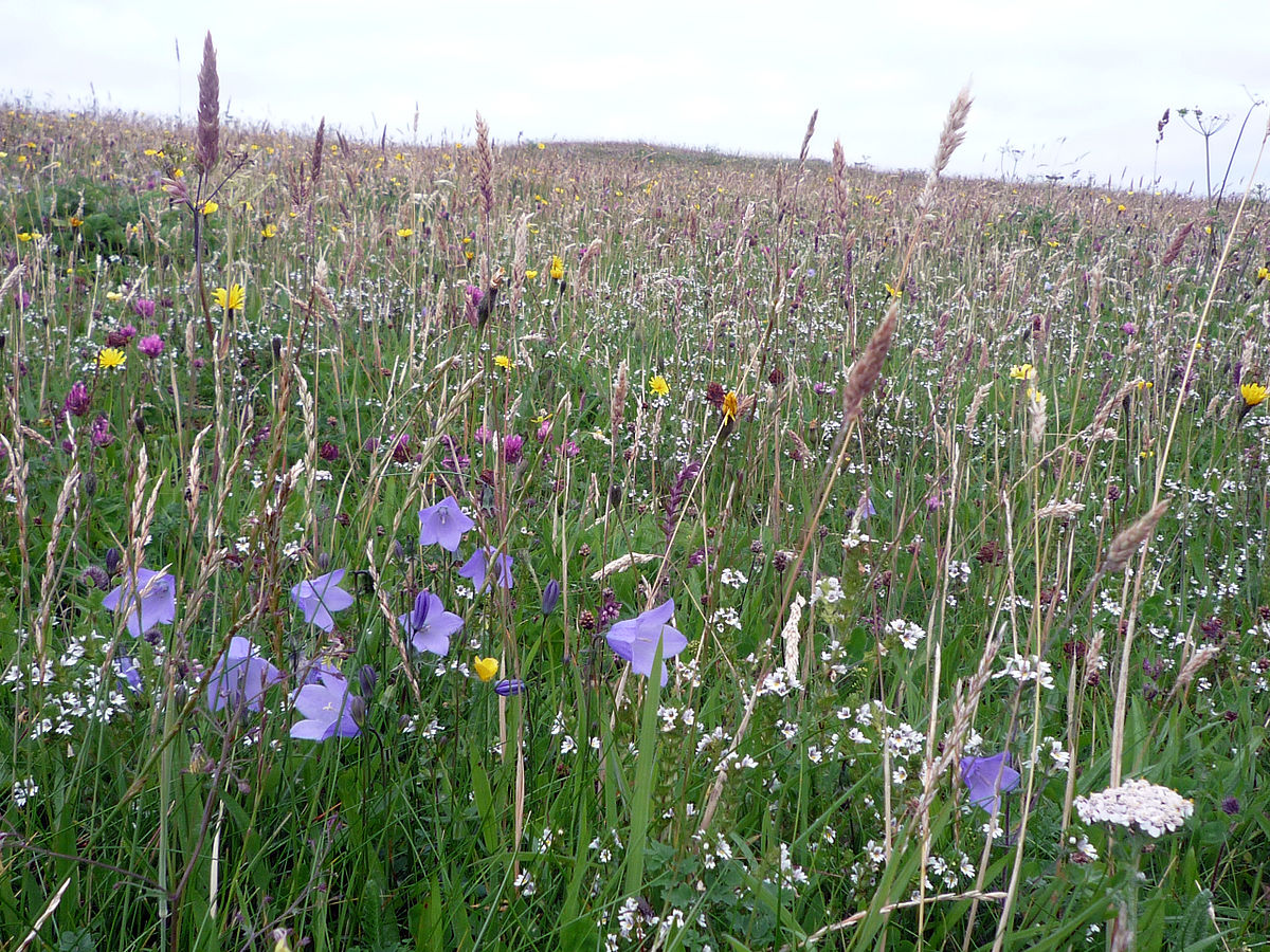 Photographic image of wildflowers on a machair on Berneray, Outer Hebrides