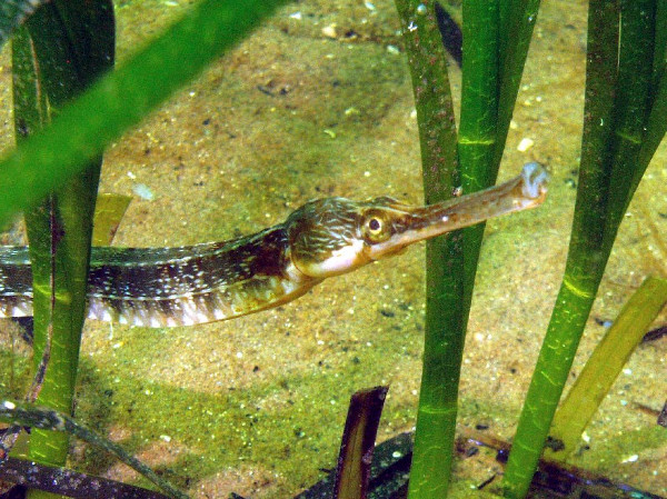 Photographic image of pipefish in seagrass reeds