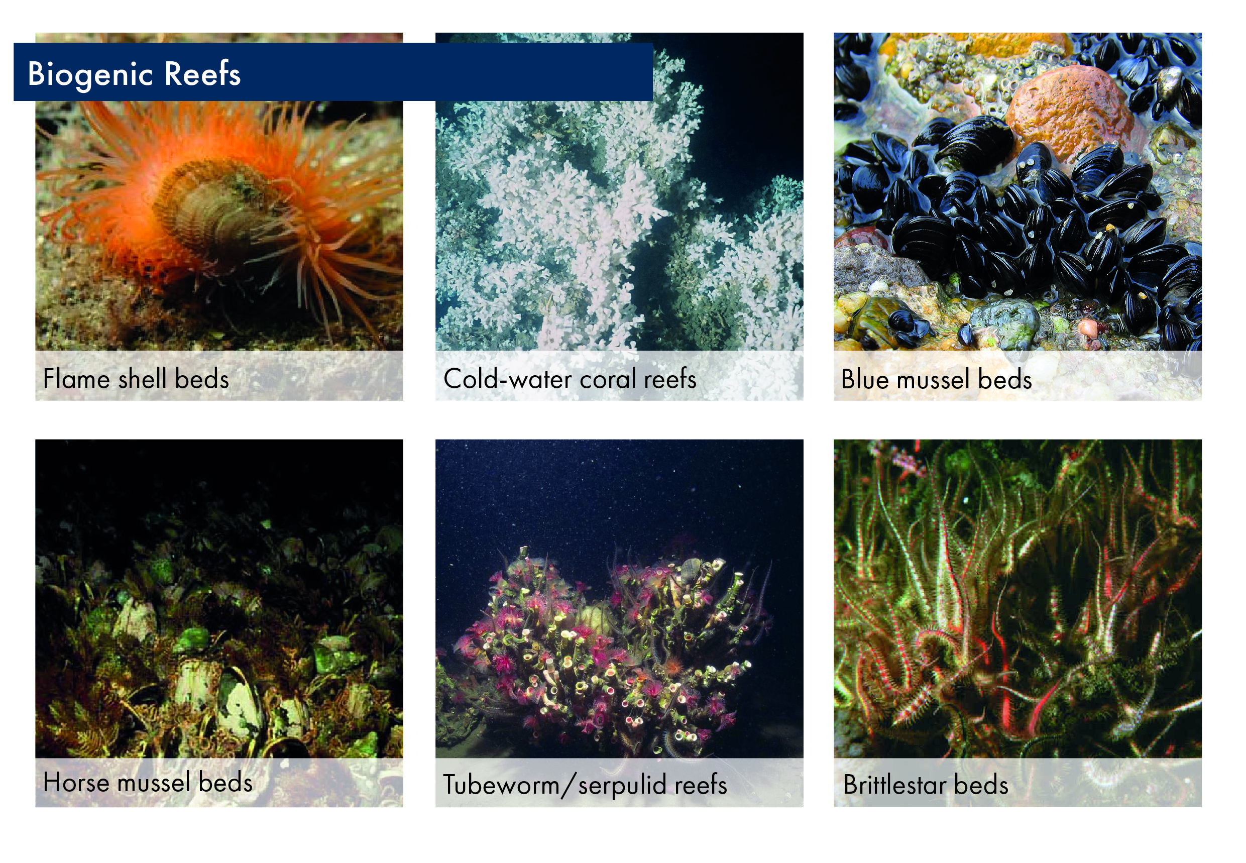 Compiled photographic images of biogenic reef forming habitats in Scotland including, flame shell beds, cold-water corals, horse mussel beds, blue mussel beds, tubeworm/serpulid reefs, brittlestar beds.