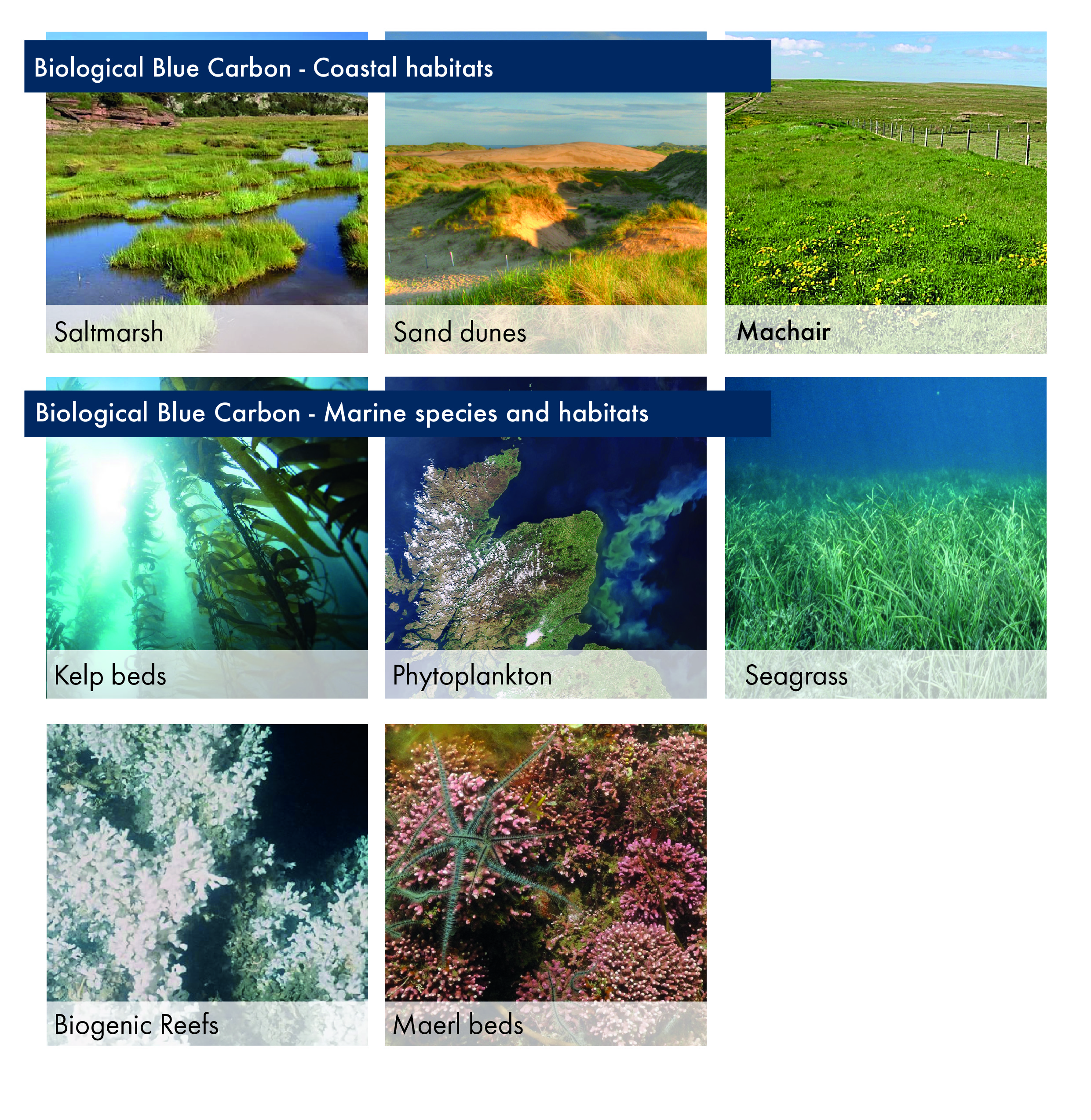 Compiled photographic images of coastal blue carbon habitats (including saltmarshes, sand dunes and machair) and biological blue carbon habitats (kelp beds, a phytoplankton bloom, seagrass beds, a cold-water coral reef and maerl beds).