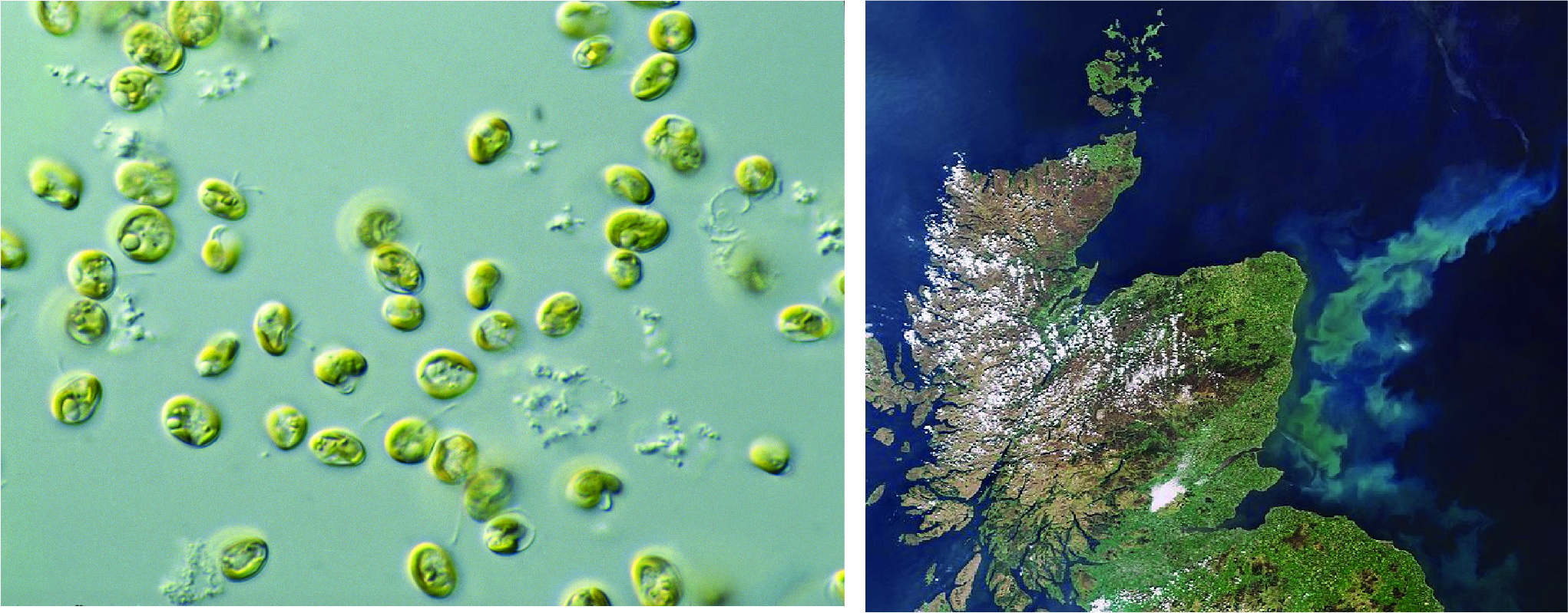 Photographic image of green phytoplankton cells under high magnification and a satellite image of a phytoplankton bloom off the east coast of Scotland.