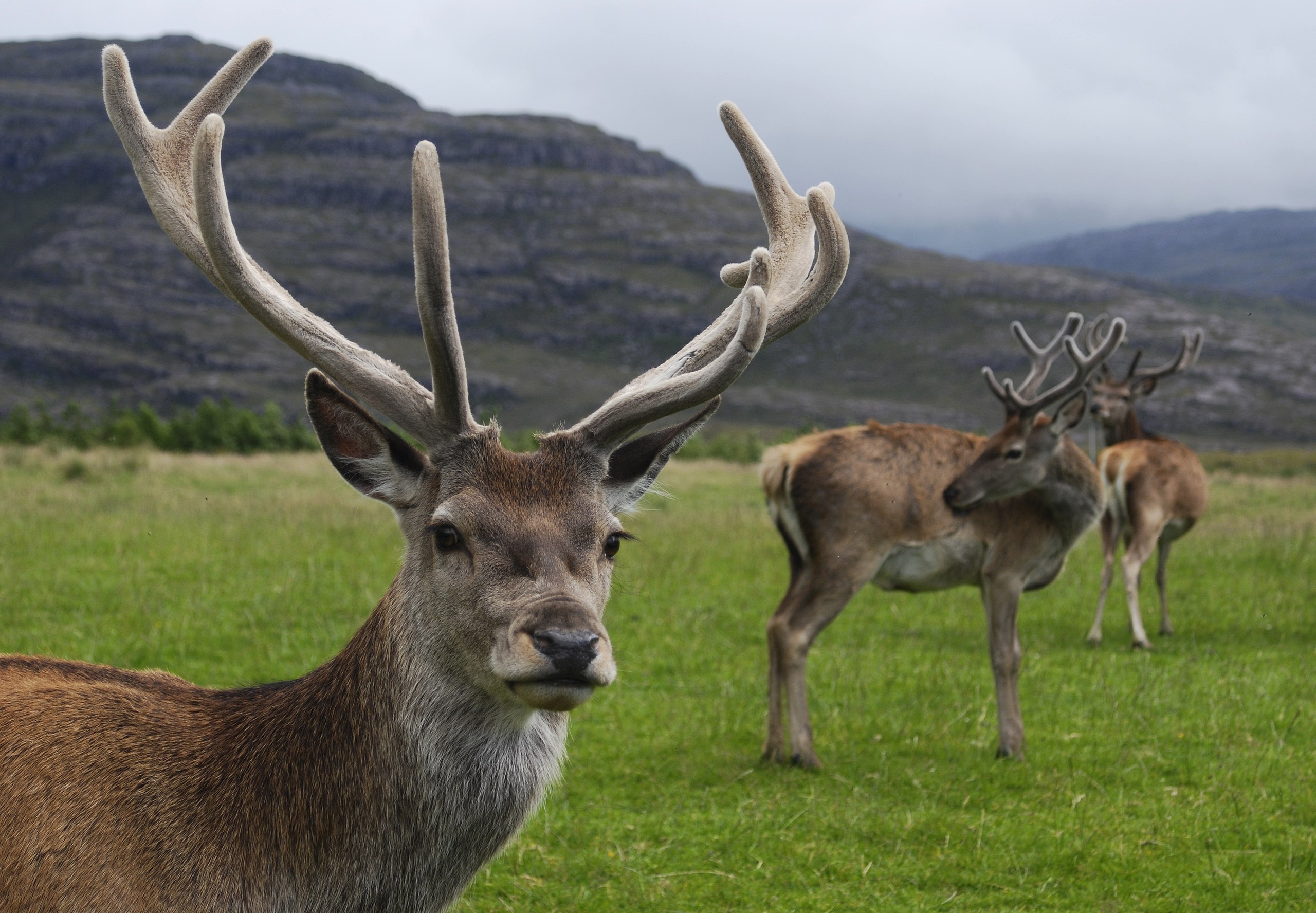Image of three red deer stags standing in a grassy field with Scottish hills in the background.